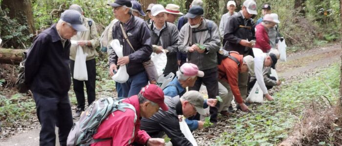 20250426野草の会 採取